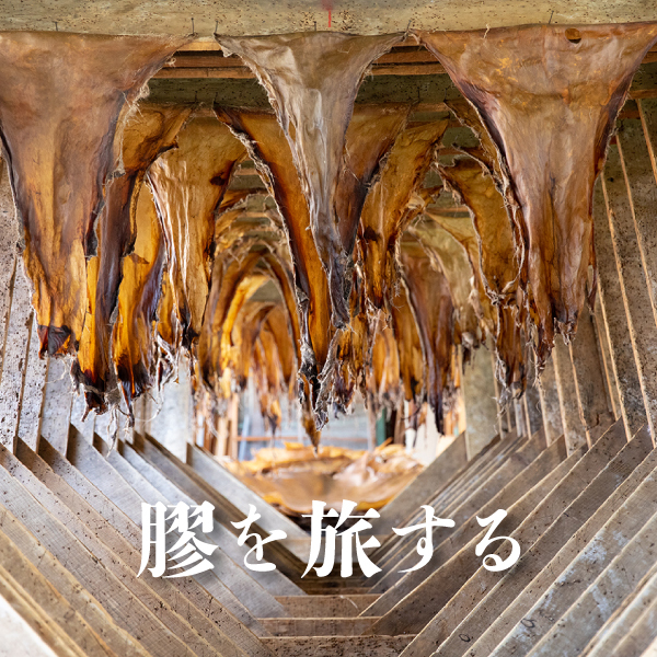 膠を知る旅に出る。 | mauleaf